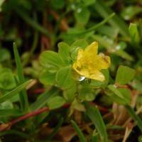 <i>Hypericum humifusum</i>  L.